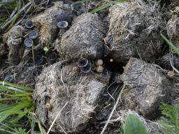 Cyathus stercoreus