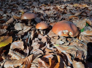 Suillus luteus