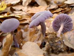 Laccaria amethystina