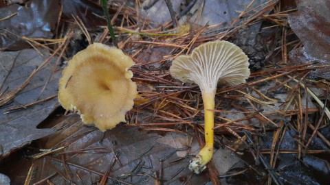 Craterellus tubaeformis