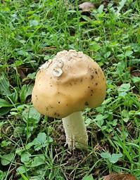 Amanita dryophila f. dryophila