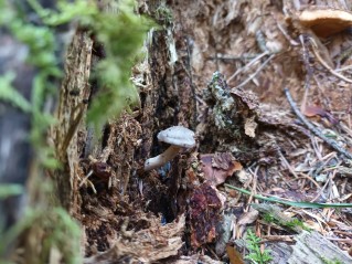 Rhizocybe pruinosa