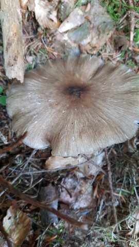 Megacollybia platyphylla