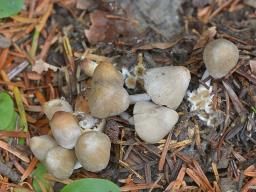 Coprinopsis marcescibilis