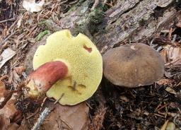 Xerocomellus pruinatus