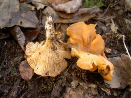 Cantharellus friesii