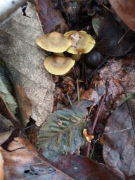 Cortinarius olivaceofuscus