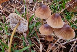 Mycena olivaceomarginata