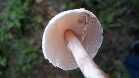 Lepiota cristata