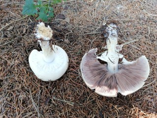 Agaricus arvensis