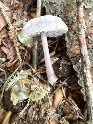 Mycena pura