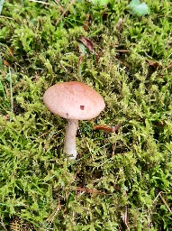 Cortinarius caninus