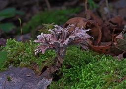 Thelephora anthocephala