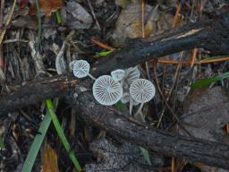 Mycena arcangeliana