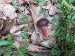 Lactarius badiosanguineus