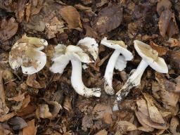 Tricholoma umbonatum