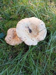 Lactarius sanguifluus