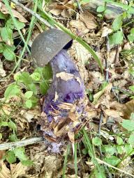 Cortinarius violaceus