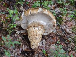 Catathelasma imperiale