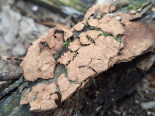 Hapalopilus nidulans