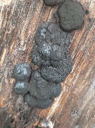 Amaurochaete atra