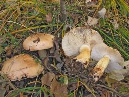 Tricholoma populinum