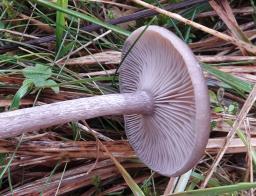 Pseudoclitocybe cyathiformis