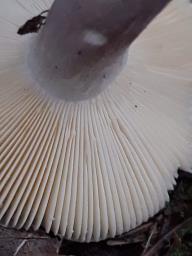 Russula amoena