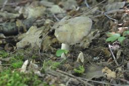 Entoloma lividoalbum