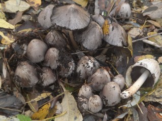 Coprinopsis atramentaria