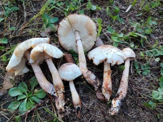 Agaricus xanthodermus