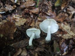 Tricholoma album