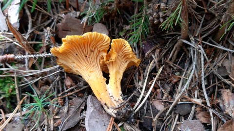 Cantharellus cibarius