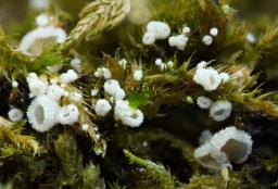 Chromocyphella muscicola