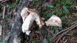 Inocybe pyriodora