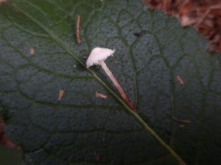 Cystolepiota seminuda