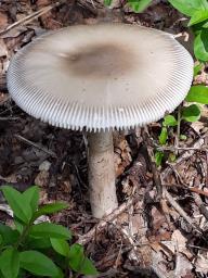 Amanita battarrae