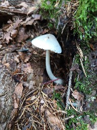 Volvariella murinella