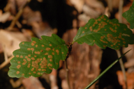 Sphaerulina quercicola
