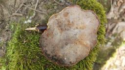 Ganoderma lucidum
