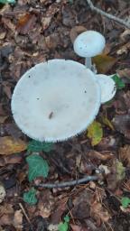 Amanita lividopallescens