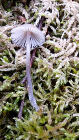 Mycena leptocephala