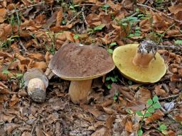 Boletus pinophilus