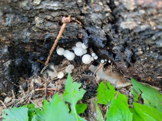 Marasmius wettsteinii