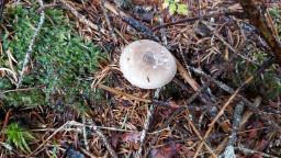 Amanita porphyria