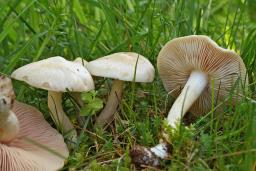 Entoloma sepium
