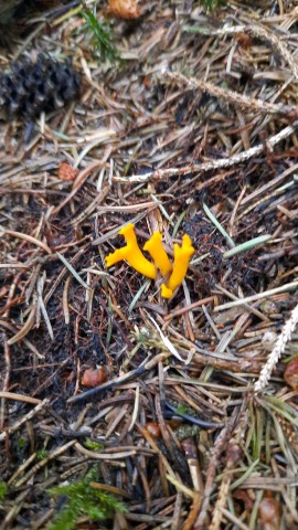 Calocera viscosa