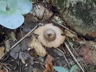 Geastrum fimbriatum