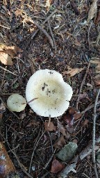 Russula aeruginea