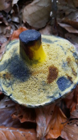 Cyanoboletus pulverulentus